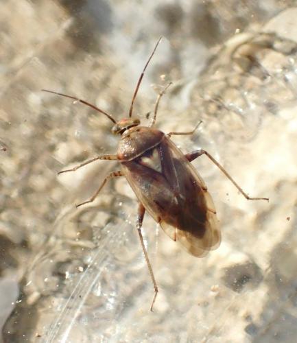 Lygus sp.